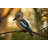 Kookaburra by Dangermoose - Wrapped Canvas Print-1322523097