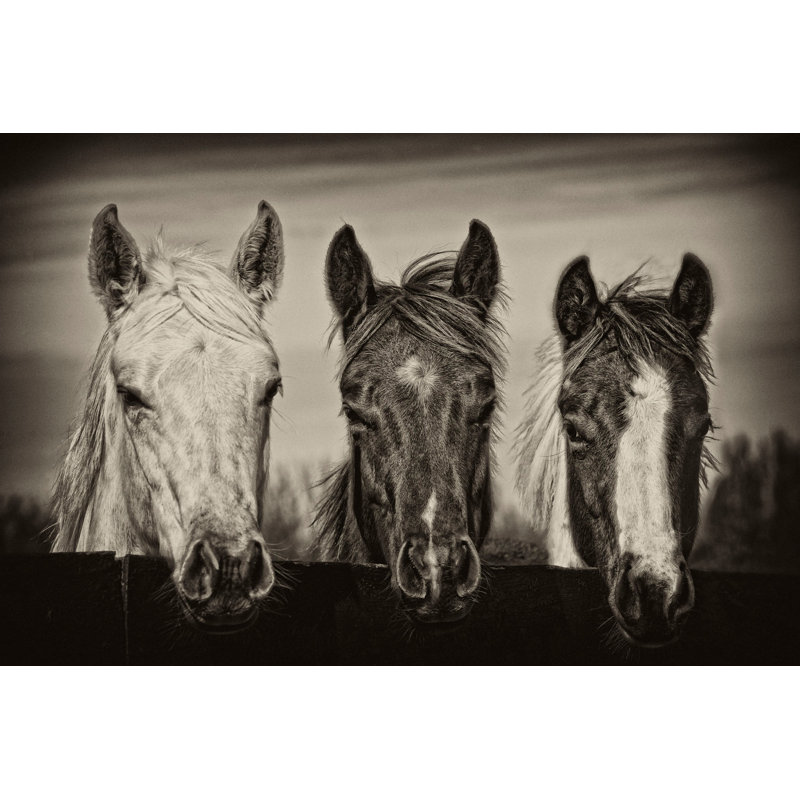 "Three Amigos I", reproduction sur toile tendue, H 20 po x l 30 po x P 1,5 po