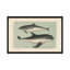 Art sur toile tendue, "baleineing sketch i"-72578335-72578334-20146557