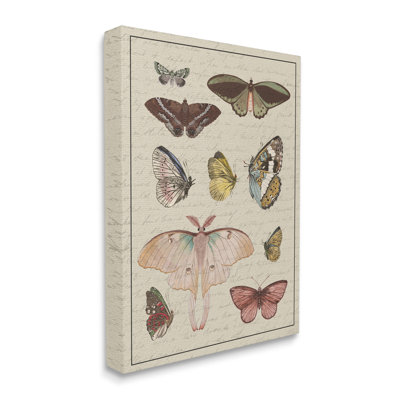 «Vintage Moth and Butterfly Wing Study Over Script», estampe numérique encadrée par Daphne Polselli