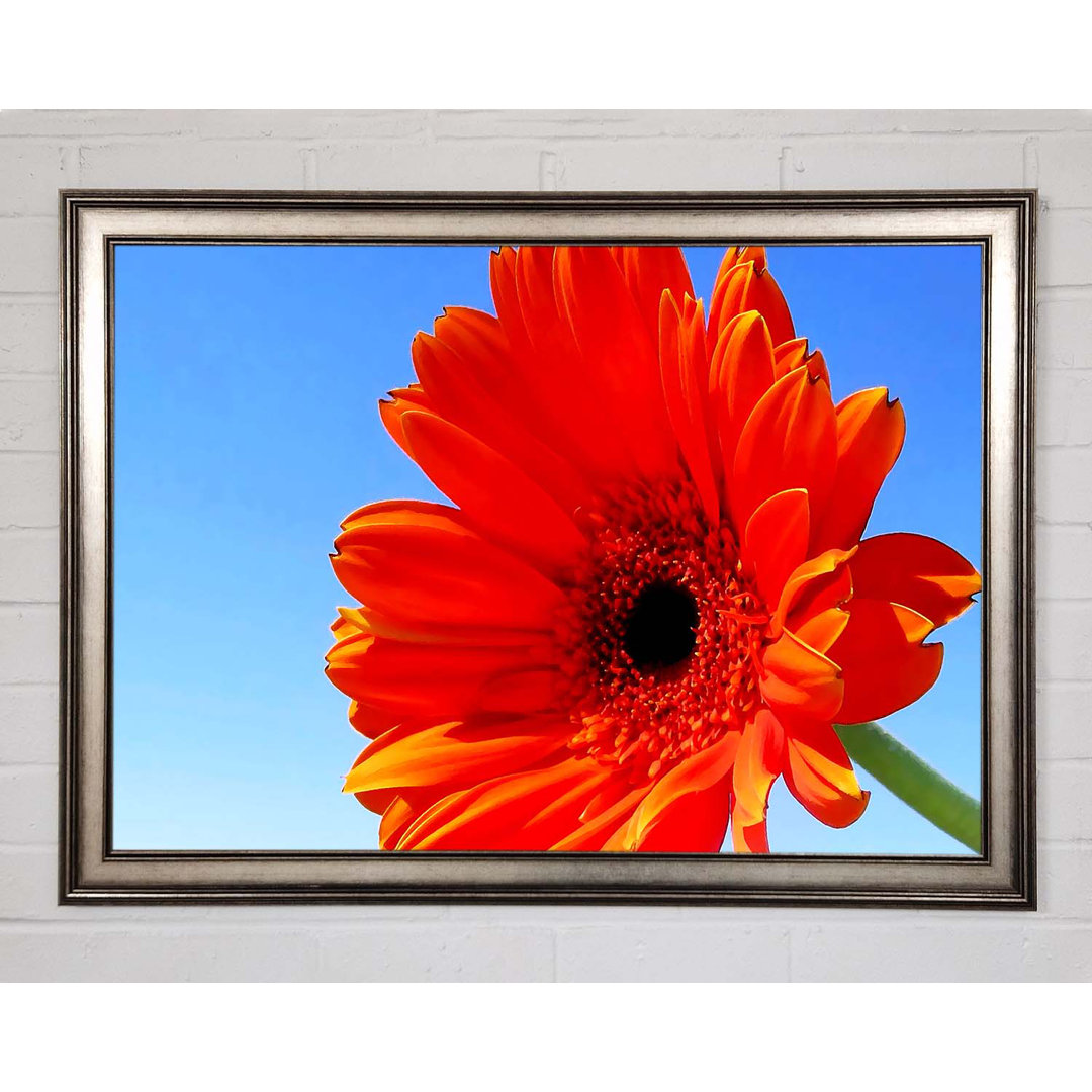 Orange Gerbera Skies - Einzelner Bilderrahmen Kunstdrucke