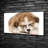 Akita Puppy - No Frame Print on Canvas