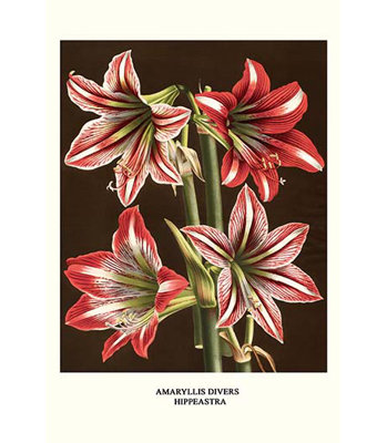 « amaryllis » par louis benoit van houtte, impression