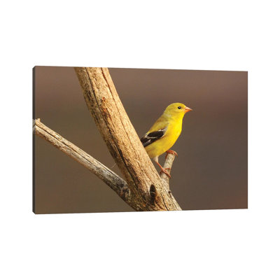 «Femelle chardonneret» par Brian Wolf - photographie sur toile tendue