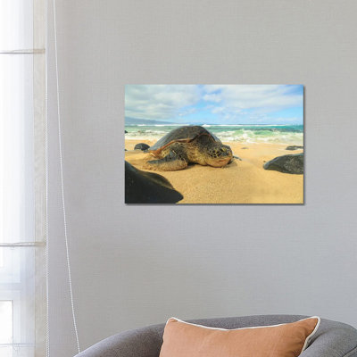 Green Sea Turtle (Chelonia Mydas), Pulled Up On Shore, Hookipa Beach Park, Maui, Hawaii, USA by Stuart Westmorland - Wrapped Canvas Gallery-Wrapped Canvas Giclée