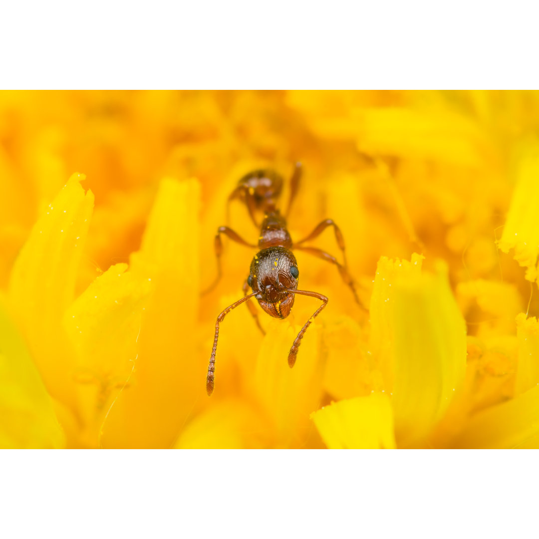 Rote Ameise erntet Pollen auf gelber Blüte - Leinwandbild auf Leinwand