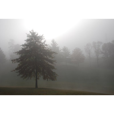Misty Morning Trees And Bright Sun - Wrapped Canvas Art Prints
