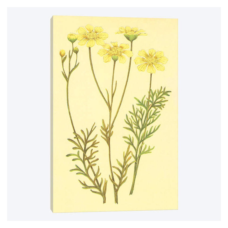« newberry leucampyx », impression sur toile, H 12 po x l 8 po x P 0,75 po
