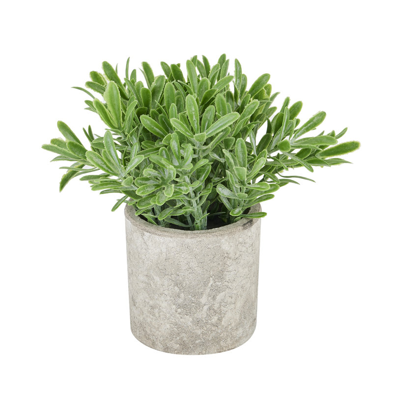 50.8cm Faux Buxus Plant Plant