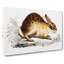Chinese Hare by John Edward Gray - Wrapped Canvas-55370436
