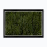 Among Static Pines Ii Print by Tim Klein