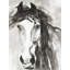 Beautiful Wild Horse Print On Canvas