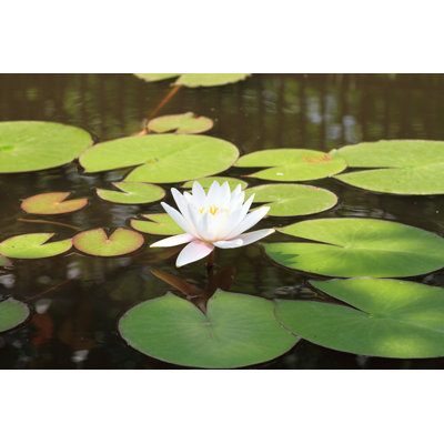 White Water Lily 1 Piece Wrapped Canvas Wall Art