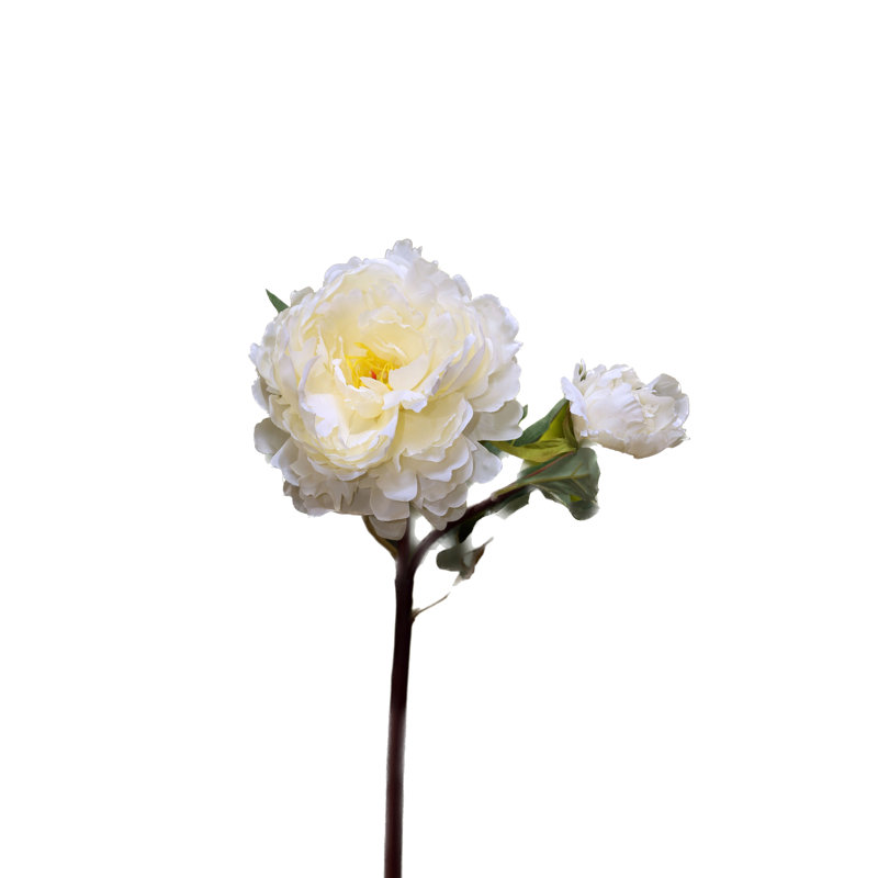 Peony with bud, White