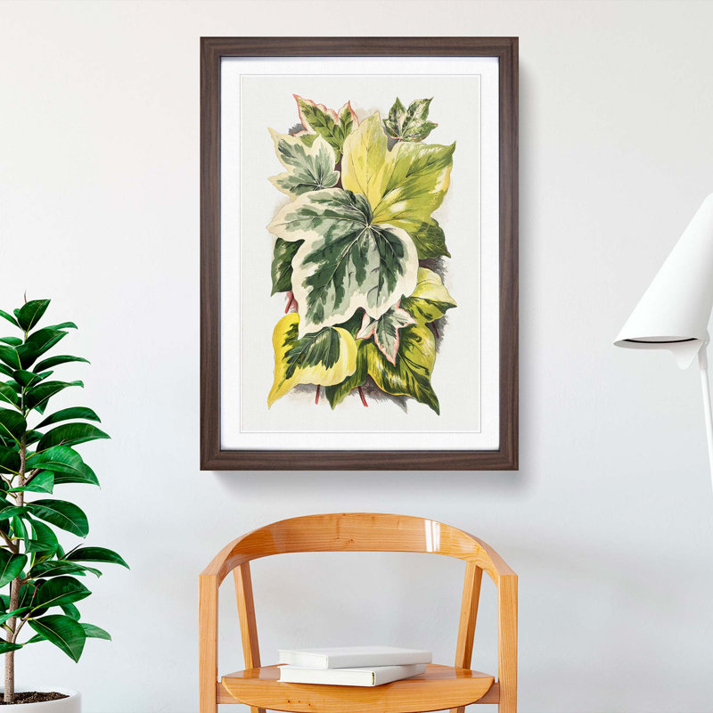 Various Ivy Leaves by Shirley Hibberd - Picture Frame Painting Print, Walnut, 50cm H x 35cm W x 2cm D