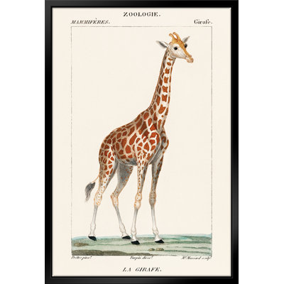 " Giraffe Illustration " by Stanley Print House