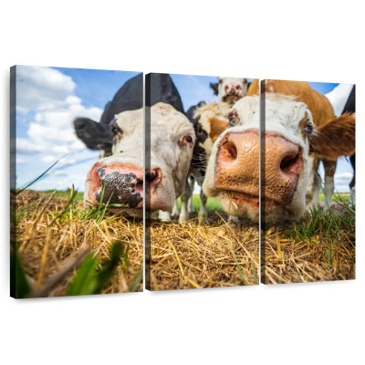 Vaches curieuses Brampt
