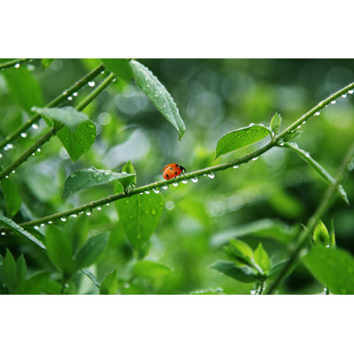 Ladybug - Wrapped Canvas Print