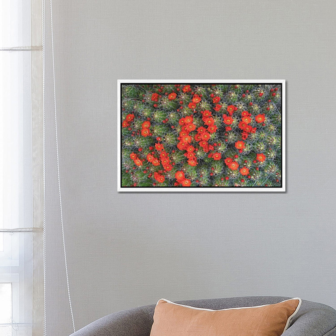 Claret Cup Cactus Detail Of Flowers In Bloom, North America I von Tim Fitzharris - Gallery-Wrapped Canvas Giclée on Canv...