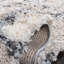 Tapis ivoire / gris à poils longs Hartselle 851-1574747525