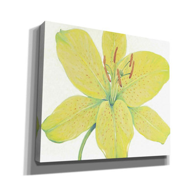 Citron Tiger Lily I " Citron Tiger Lily I " by Tim O'Toole Painting Print
