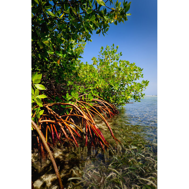 Red Mangrove Forest by Apomares, 12" H x 8" W