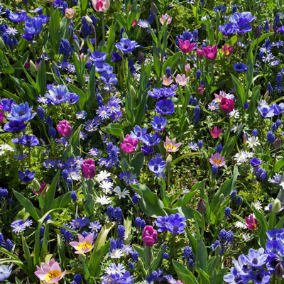 Beautiful Bold Blooms Flower Garden Collection - 40 Bulbs - Featuring 4 Varieties of Blue & Purple Flowers