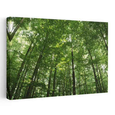 Faible angle de vue des arbres de hêtre, Allemagne