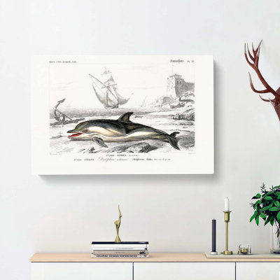 Beached Dolphin by Charles D' Orbigny - Wrapped Canvas Painting