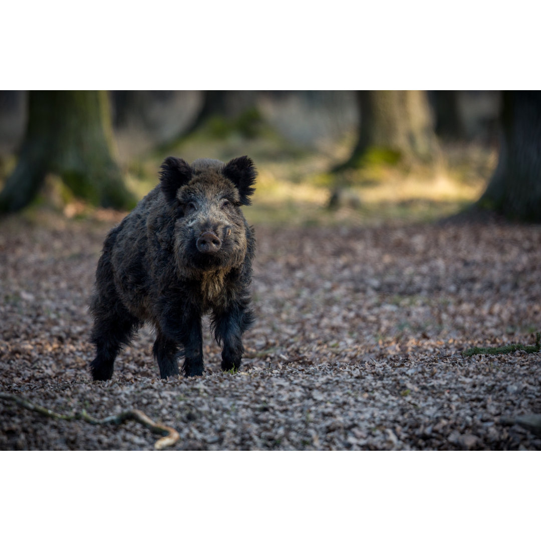 Leinwandbild Wildschwein-Mann im Wald