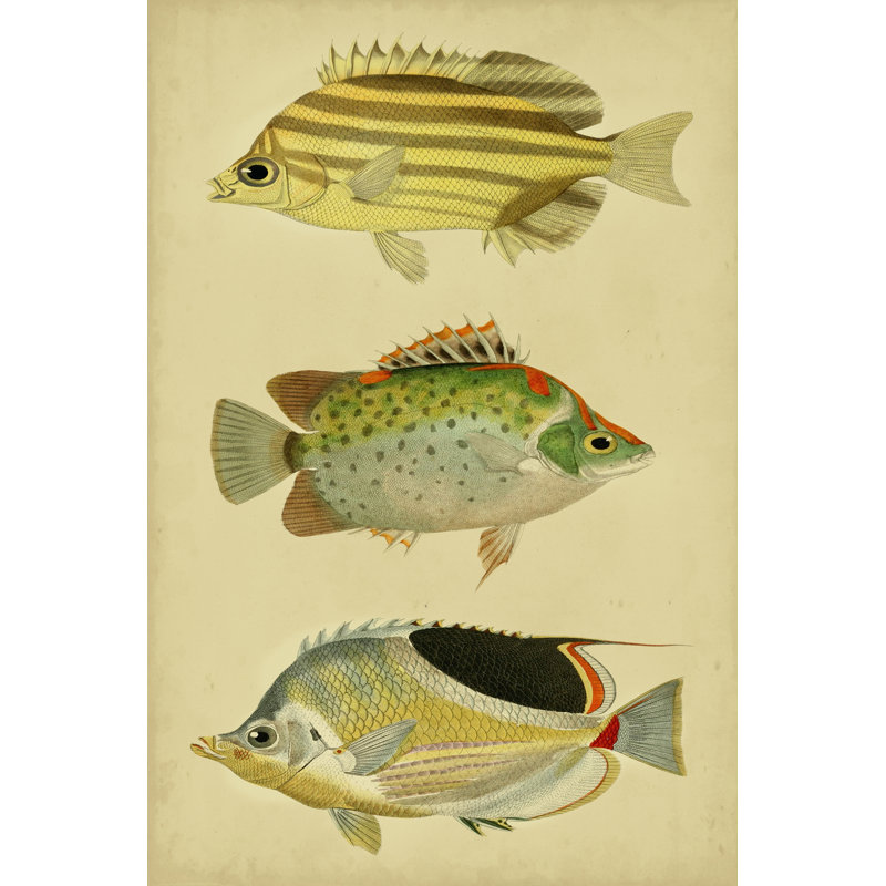 Trio Of Tropical Fish I 1 Piece Wrapped Canvas Wall Art, 30cm H x 20cm W x 3.8cm D