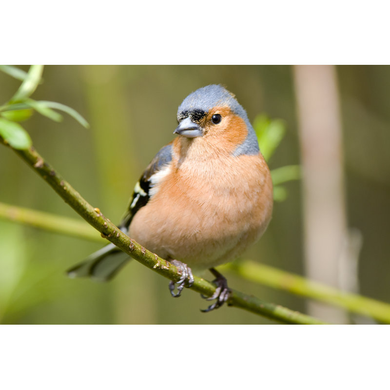 Chaffinch (Fringilla Coelebs) by Andrew_Howe, 8" H x 12" W
