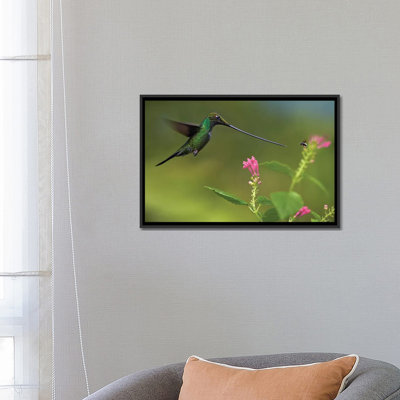 «Colibri à bec d'épée et insecte, Équateur» par Tim Fitzharris - reproduction de photo sur toile tendue