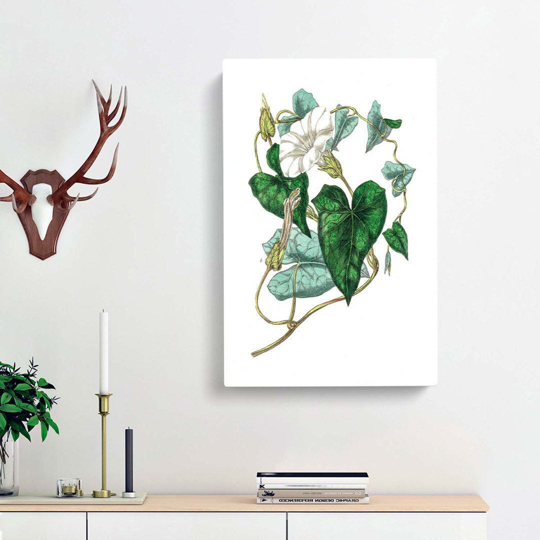 Bindweed Illustration - Wrapped Canvas