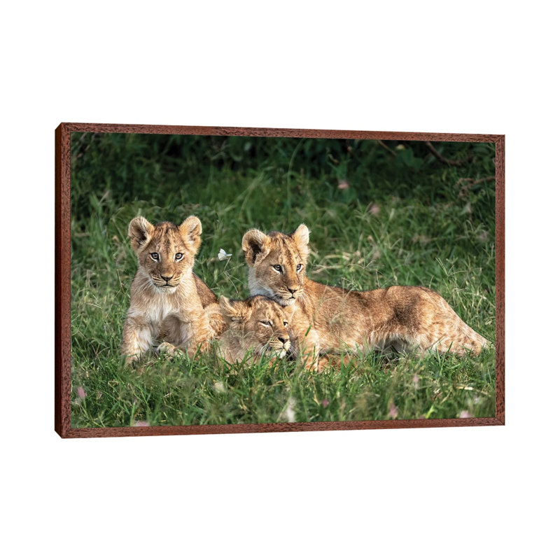 Three Cute Lion Cubs In Kenya Africa Grasslands by Susan Richey - Gallery-Wrapped Canvas Giclée on Canvas