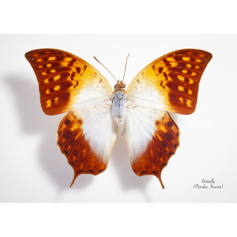 Wrapped Canvas Print, 50.8 cm H x 76.2 cm W