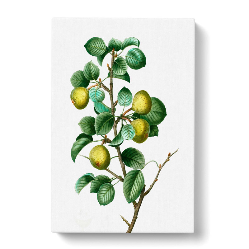 Pear Tree by Pierre-Joseph Redoute - Wrapped Canvas Print, 60cm H x 40cm W x 3cm D