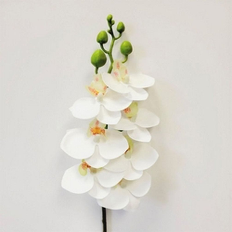 Orchidée en vaporisateur