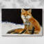 Toile tendue Fox-Gallery-1605785220