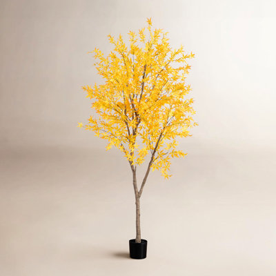 108" Maple Tree in Nursery Pot