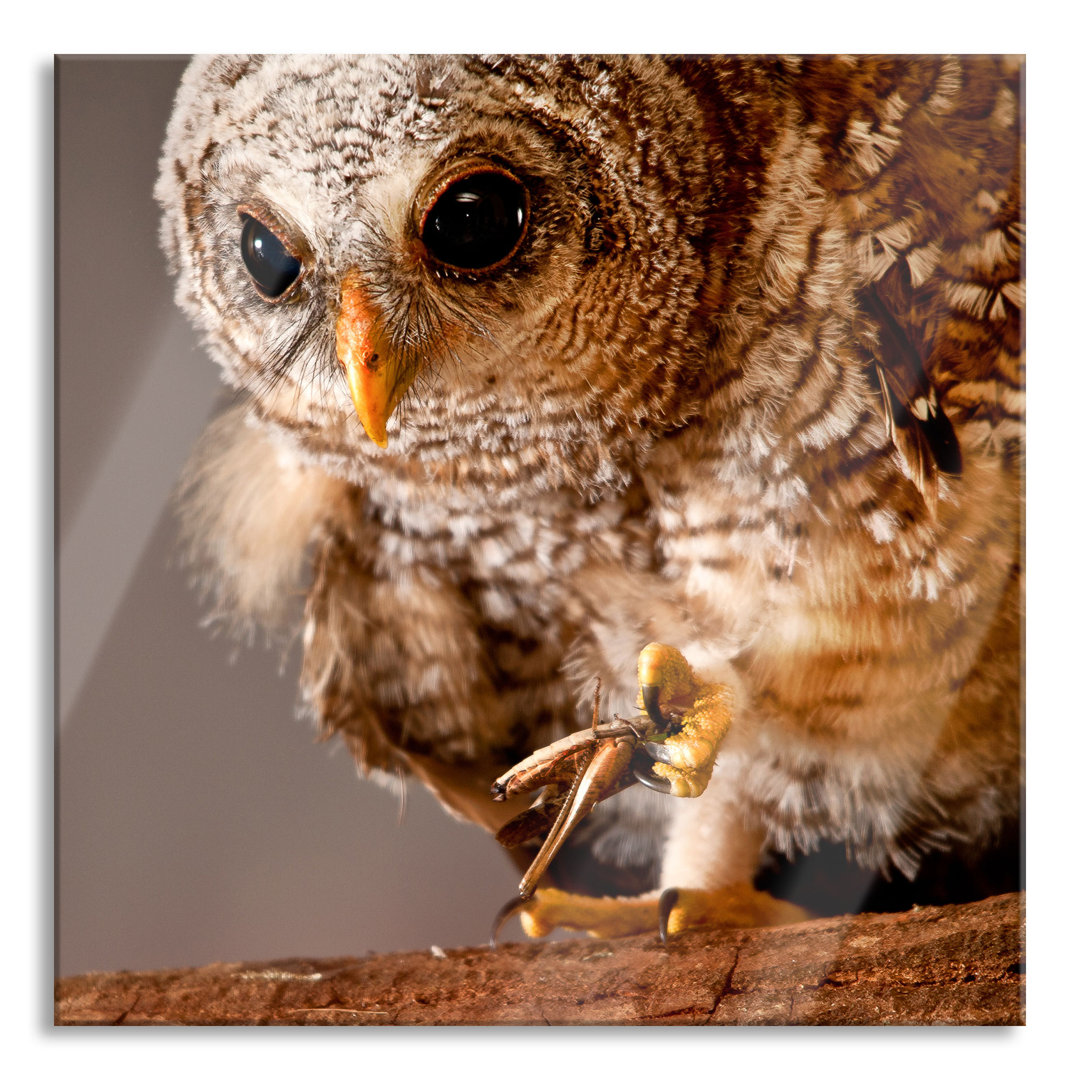 Ungerahmter Grafikdruck auf Glas "Owl"