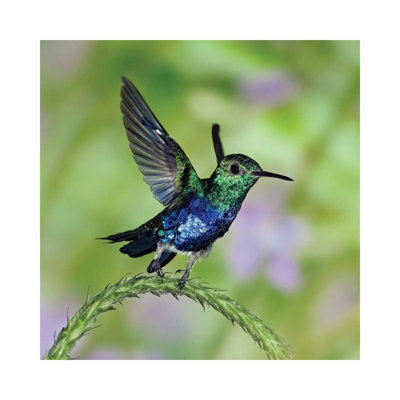 Violet-Bellied Hummingbird Male Taking Flight, Western Ecuador by Michael & Patricia Fogden - Wrapped Canvas Gallery-Wrapped Canvas Giclée