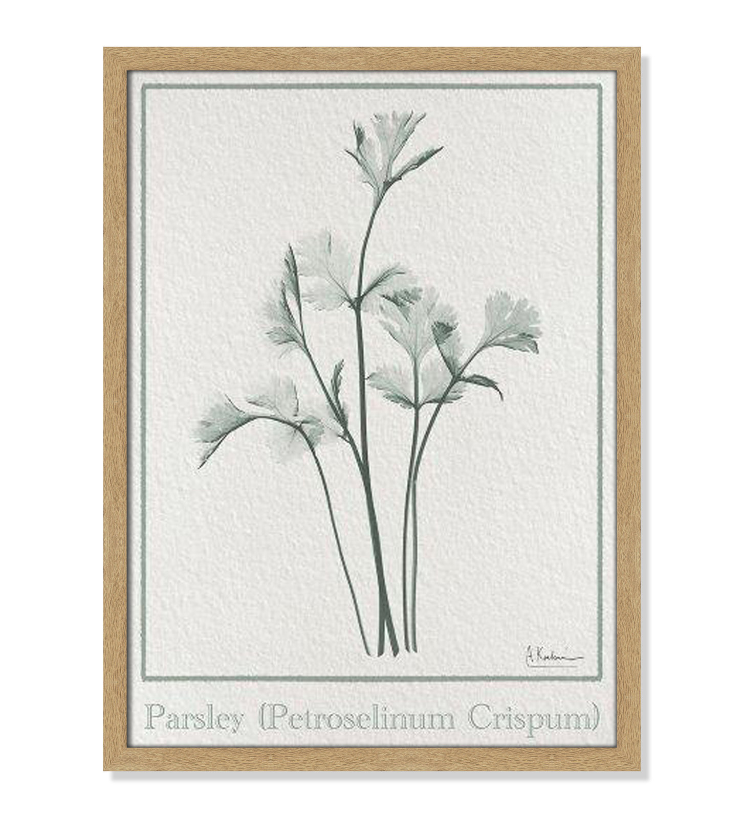 Jeanette "Parsley II" Print by Albert Koetsier, 23" H x 17" W x 1.25" D, Natural Framed Paper
