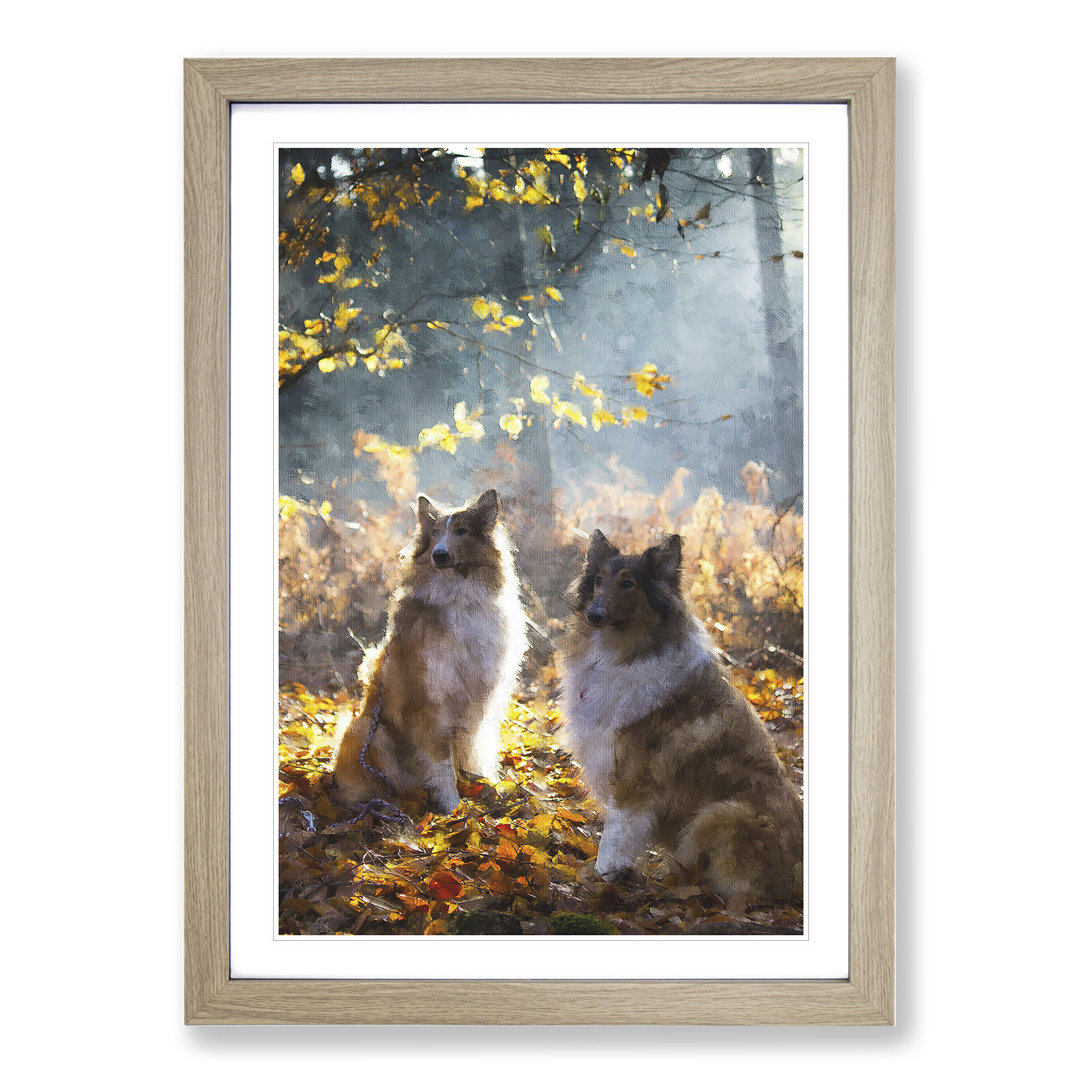 Two Rough Collie Dogs - Framed Print