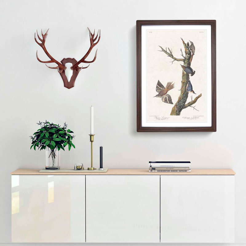 Nuthatch and Creeper Birds by John Audubon - Framed Print, 65cm H x 48cm W x 2cm D, Walnut Framed