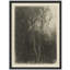 "Moody Tree Branches-101825691-101825692