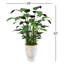BANANA TREE IN A TUSCAN URN