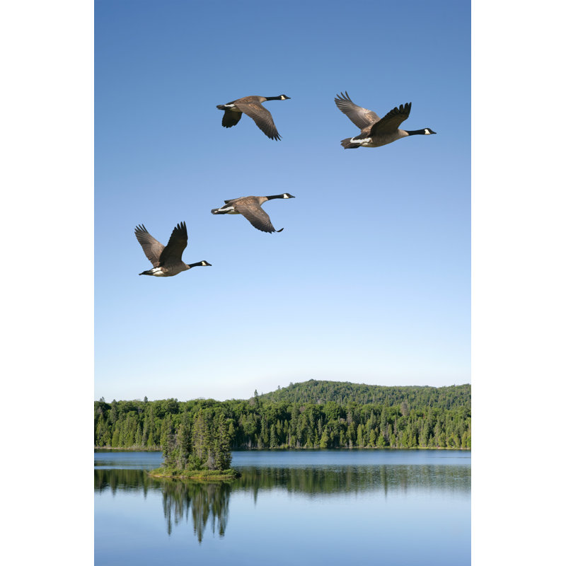 Migrating Canada Geese by Sharply_done - No Frame Print on Canvas, 91cm H x 61cm W