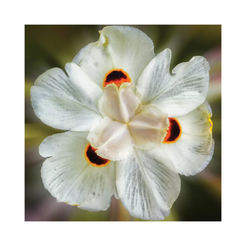 Close Up Of A White Flower by Glauco Meneghelli - Wrapped Canvas Print, 45.72 cm H x 45.72 cm W