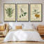 Linnaean Botany II - Ensemble de 3 reproductions encadrées sur toile-921736442-921736326